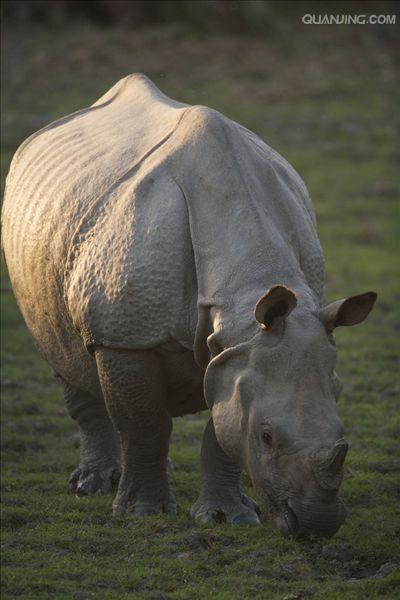 rhinoceros unicornis