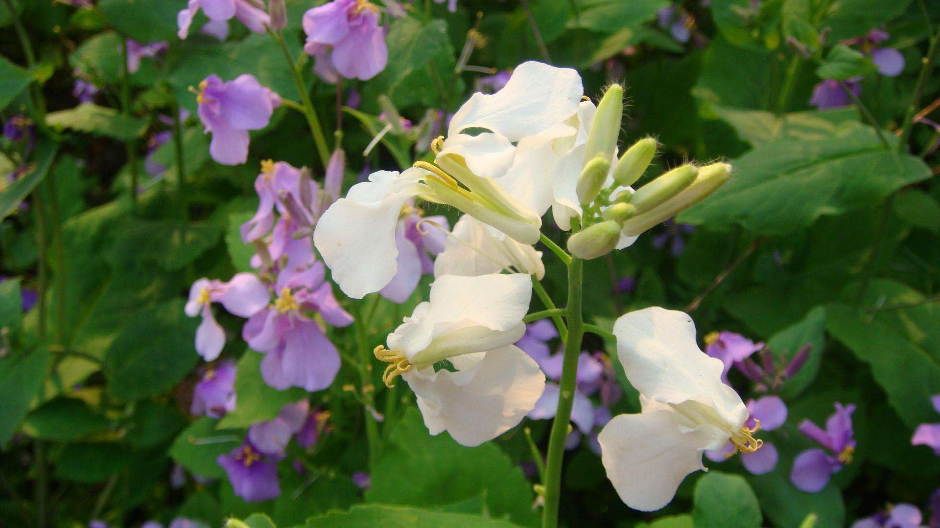 湖北诸葛菜(变种)