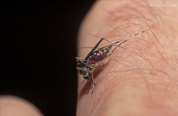  p>伊蚊,是一种 a href="#">蚊科 /a>库蚊亚科 a href="#">伊蚊属 /a>