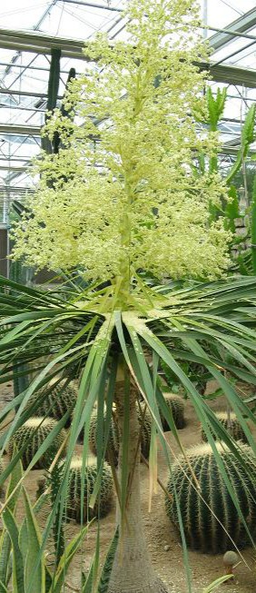  p>瓶兰,即酒瓶兰,是树状的多浆植物,株高可达10米.