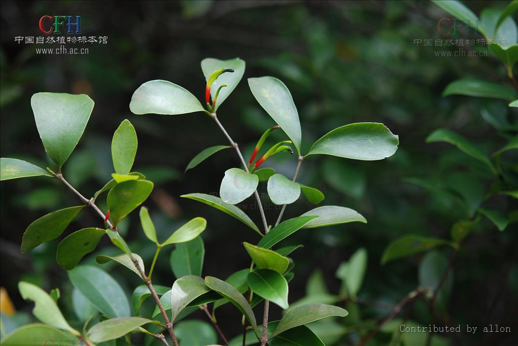 viscum ovalifolium dc.