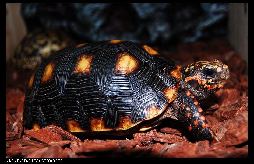  p>红腿陆龟(学名: i>geochelone carbonaria /i>), a target="_blank