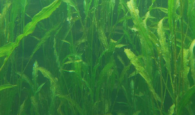  p>竹叶眼子菜(学名: i>potamogeton wrightii /i> morong)是眼子菜科