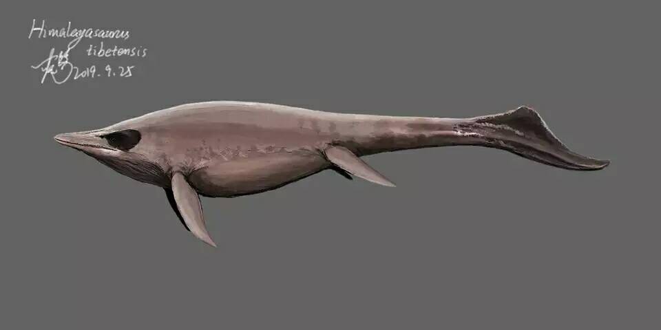  p data-id="gnbwrsbbh4">喜马拉雅鱼龙是一种大型海生鱼龙.