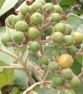  p>假烟叶树,又称野烟叶,茄树,土烟叶,有毒,可以用来做药,假烟叶树无