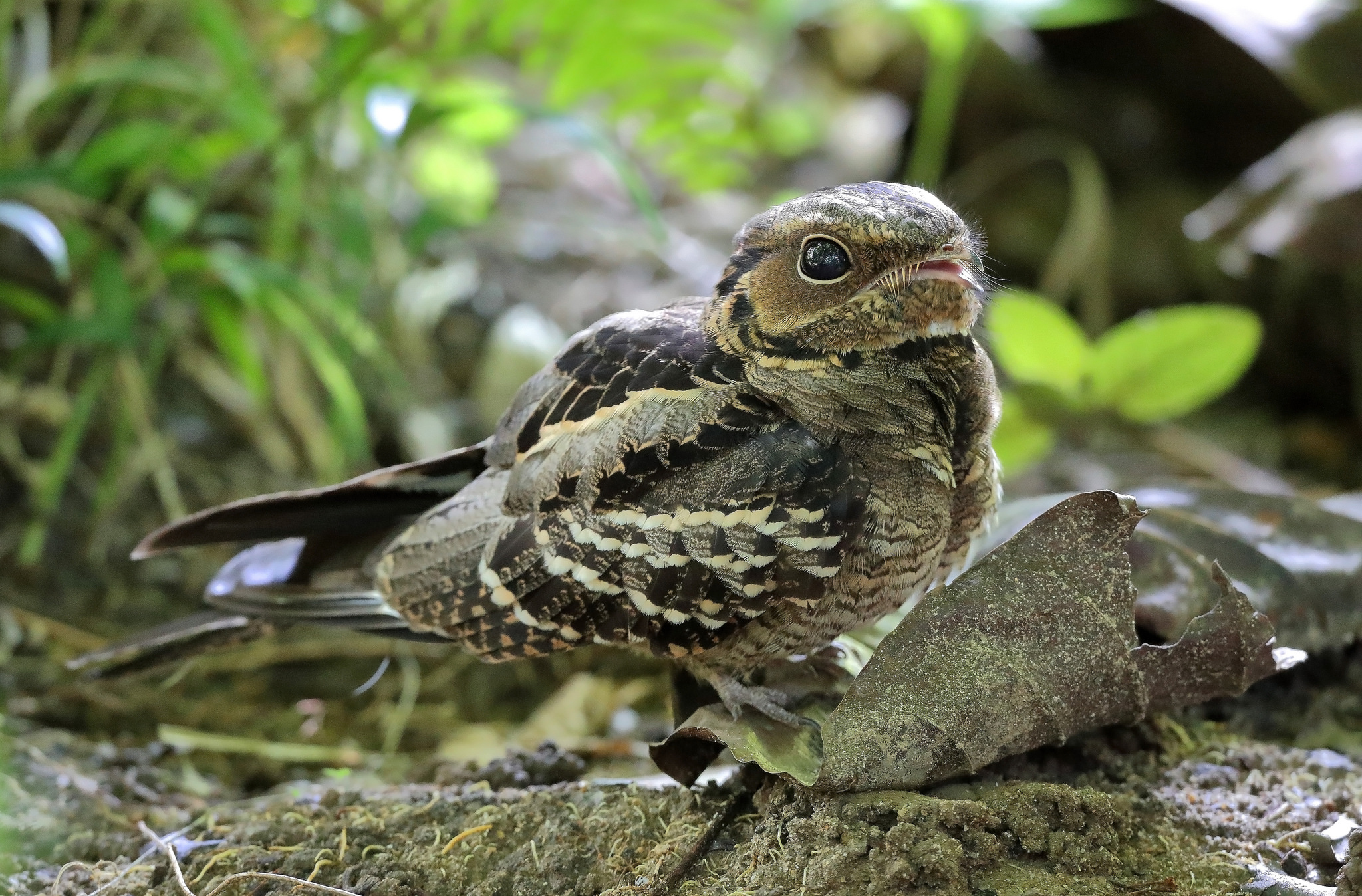  p>长尾夜鹰(学名: i>caprimulgus macrurus /i>),是夜鹰科,夜鹰属