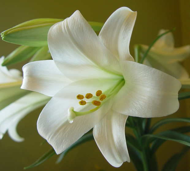  p>麝香百合(学名: i>lilium longiflorum /i>  thunb.