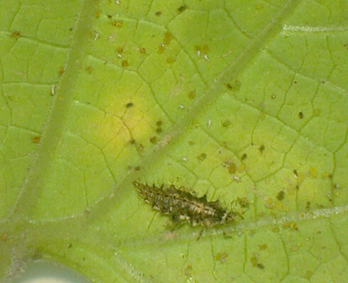  p>蚜狮是 a target="_blank" href="/item/草蛉/1777365" data-lemma