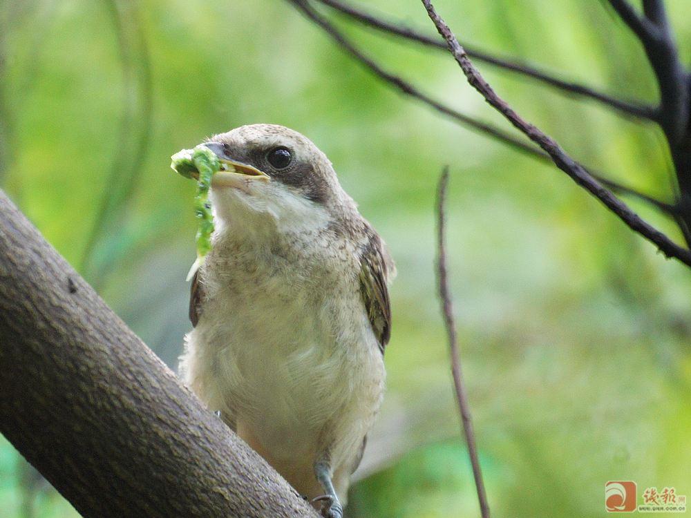  p>屠夫鸟,又称 a href="#" data-lemmaid="3287963">伯劳鸟 /a>,头较