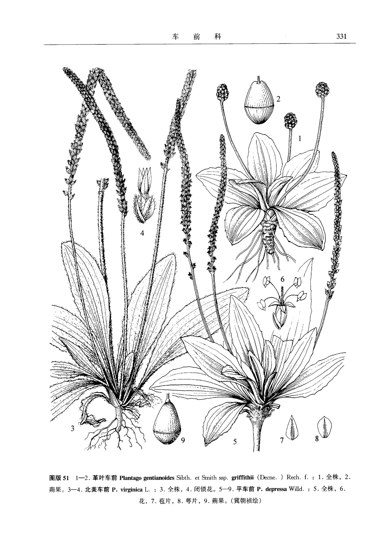 plantago gentianoides subsp. griffithii