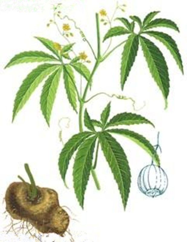  p> a href="#">蛇莲 /a> ,别名:拳参,鸡爪大王,马蜂七, a href="#"