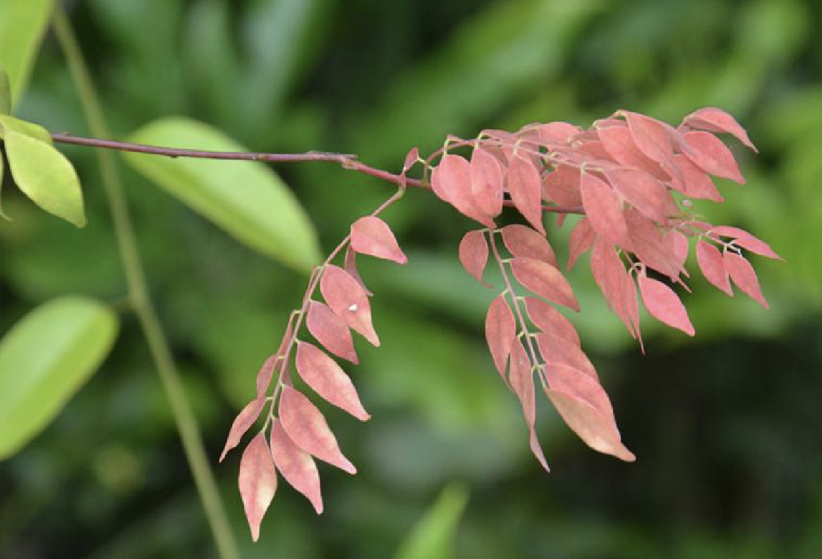 红叶藤