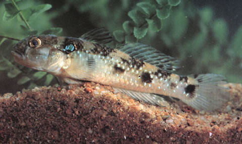  p>犬牙细棘虾虎鱼, i>acentrogobius caninus  /i>(valenciennes