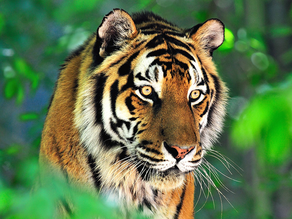  p>国兽( b>national animals /b>):与 a href