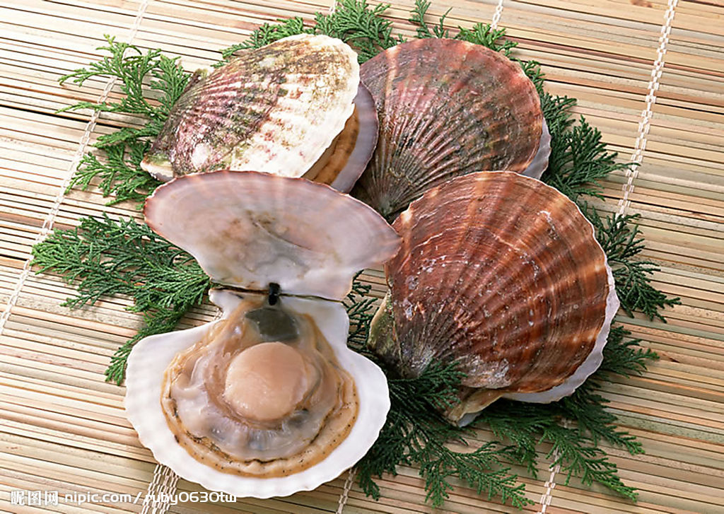 到美国北卡罗来纳州的大陆架海底生长,捕捞的扇贝平均产肉量约为15克