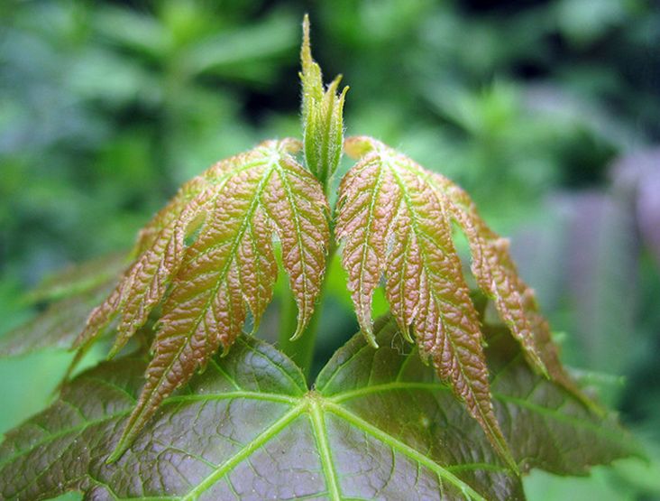  p>银白槭(学名:  i> i>acer /i>  i>saccharinum /i> /i> l.