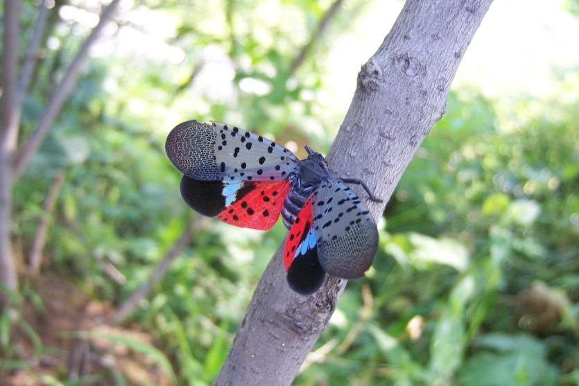 p>斑衣蜡蝉(学名:lycorma delicatula)是同翅目蜡蝉科的昆虫,民间