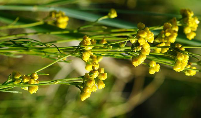  p>线叶菊属只有线叶菊f.sibiricum(l.