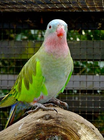  p>公主鹦鹉(学名:polytelis alexandrae )是 a href="#">鹦形目 /a> 