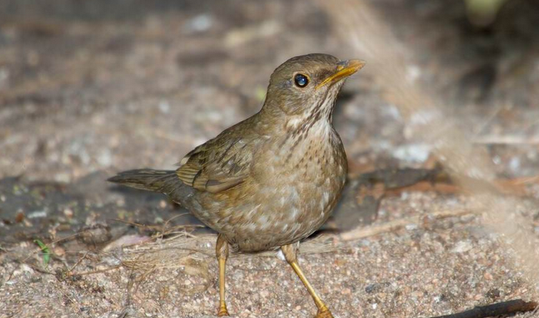 data-lemmaid="2336516">今颚总目 /a>, a>雀形目 /a>, a>鸫科 /a>, a