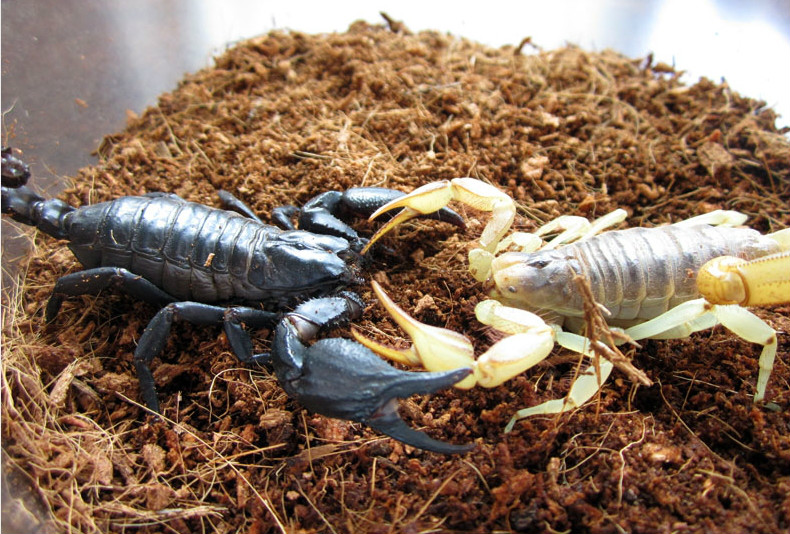 亚利桑那沙漠金蝎