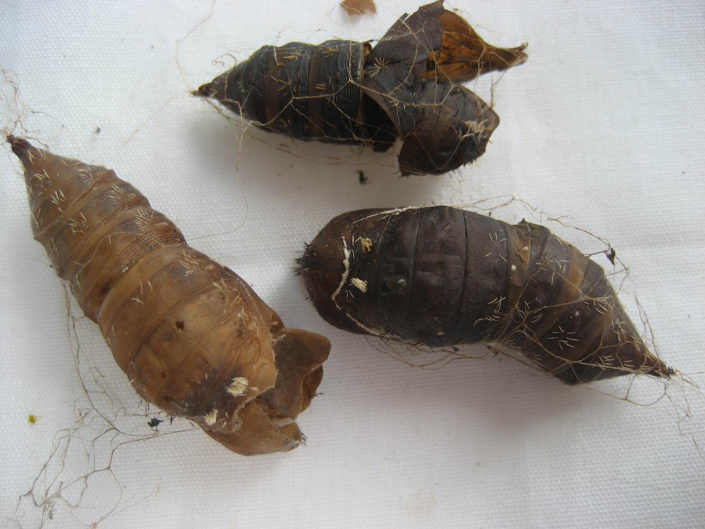  p>毛果薯(学名: i>ipomoea eriocarpa /i>),为 a href="#" data