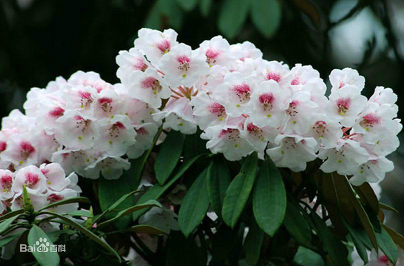  p>短梗杜鹃(拉丁学名: i>rhododendron brachypodum /i> fang et p.