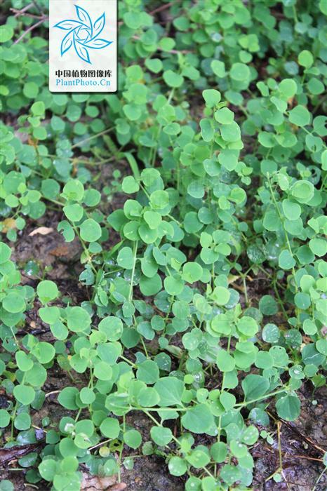  p>荷莲豆草(学名:drymaria diandra blume)是 a target="_blank"