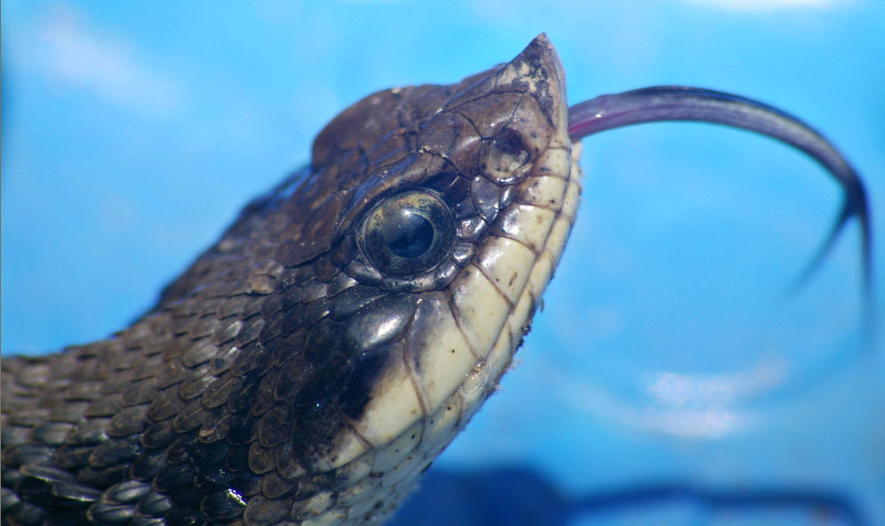  p>猪鼻蛇(hognose snake),是 a target="_blank" href="/item/游蛇科