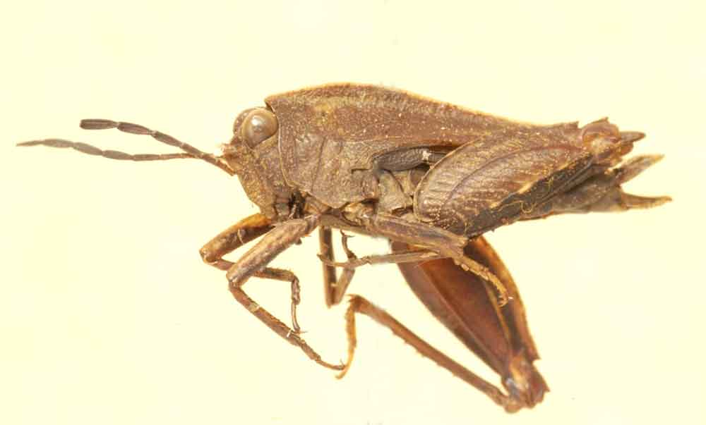 南昆山扁角蚱蝗