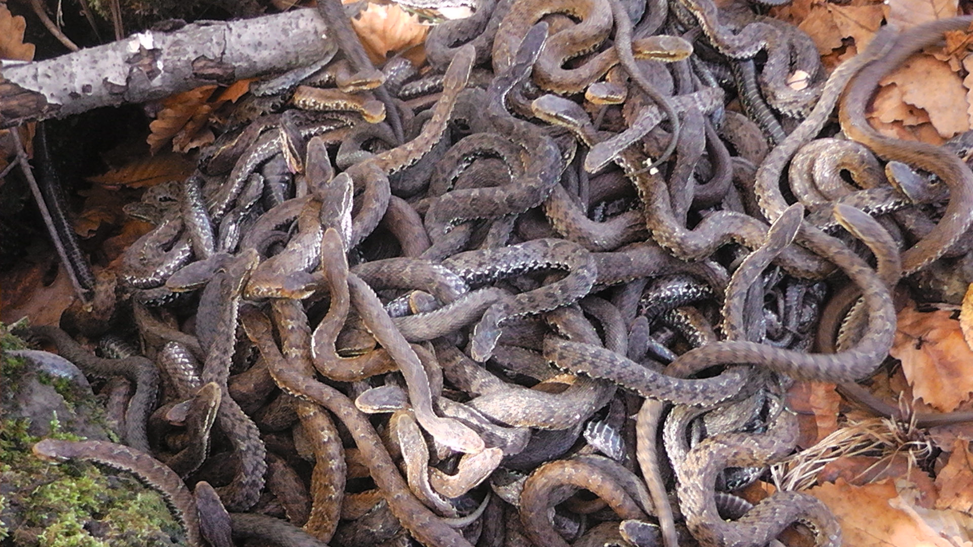 白眉蝮蛇多分布于东北长白山一带.