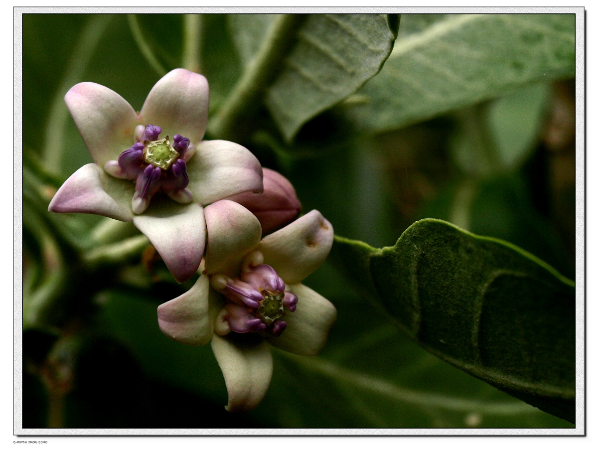 p>牛角瓜属(学名:calotropis r.