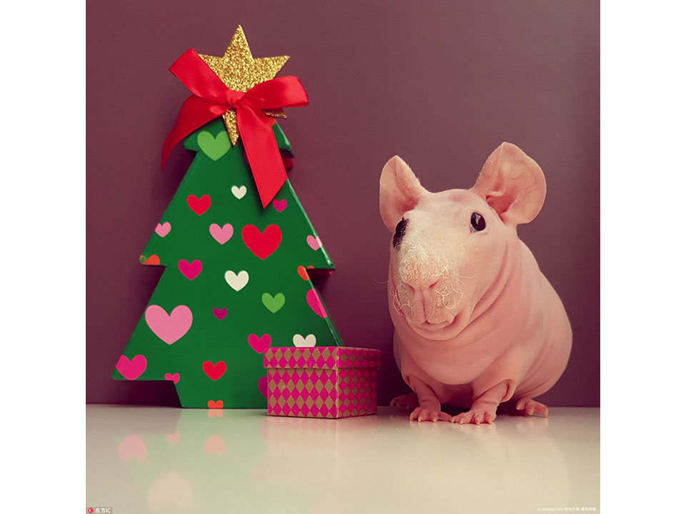 hairless guinea pigs