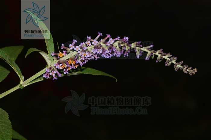 是马钱科醉鱼草属植物.花期4-10月,果期6-12月.