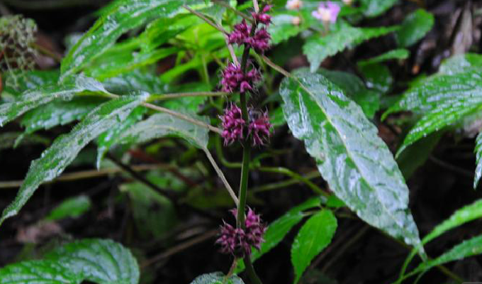  p> b>假糙苏属 /b>(学名: i>paraphlomis /i>)是唇形科下的一个属,为