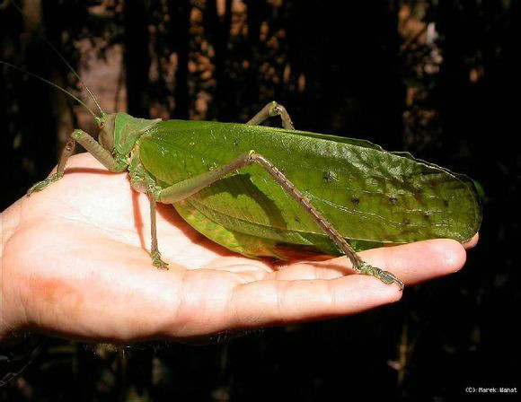  p>pseudophyllanax imperialis,是纺织娘亚科生物,中文名为帝王螽斯