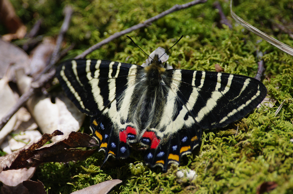 puziloi)是虎凤蝶属的 a href="#" data-lemmaid="5811">蝴蝶 /a>种类