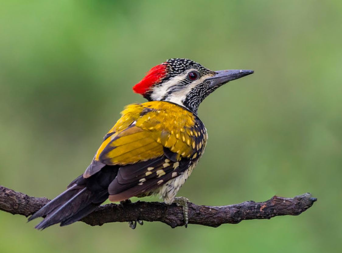  p>黑臀金背三趾啄木鸟(学名: i>dinopium benghalense /i>):是鸟纲