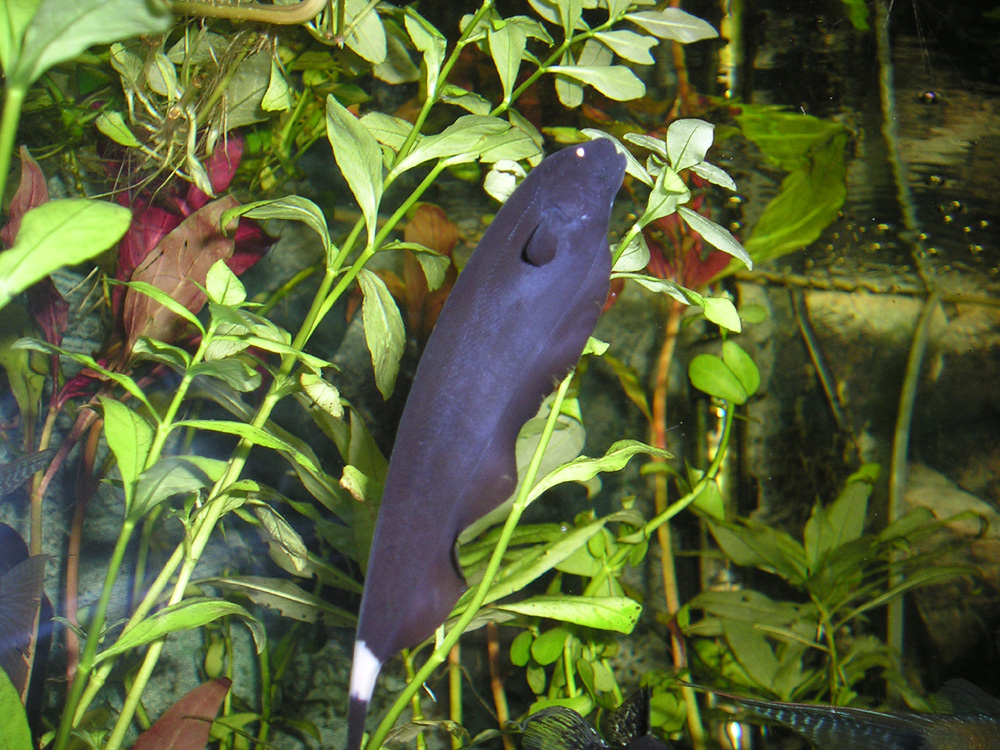  p>线翎电鳗,又名黑魔鬼鱼,英文名:black ghost fish,在国内更通俗的