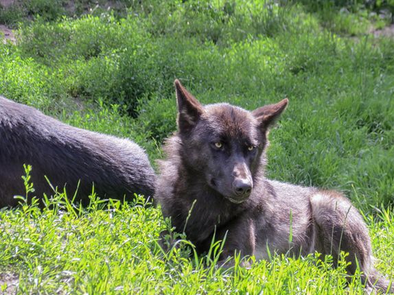  p>东部森林狼(学名:canis lupus lycaon)是灰狼的亚种之一,具有各种