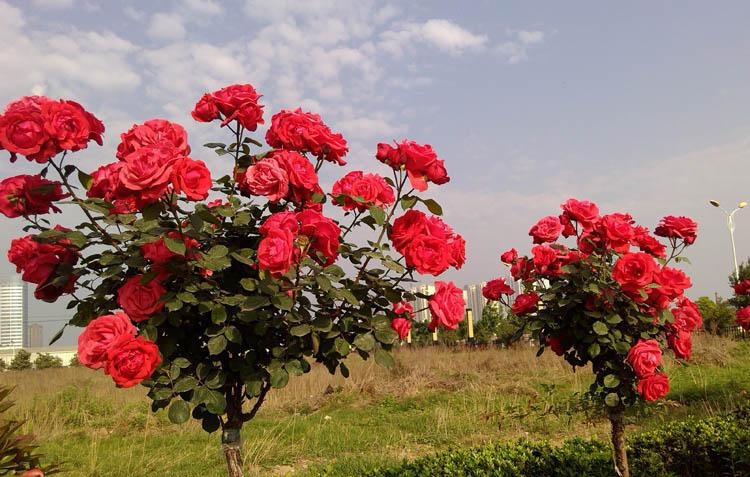  p>玫瑰树( i>ochrosia borbonica /i> gmelin): a href="#" data