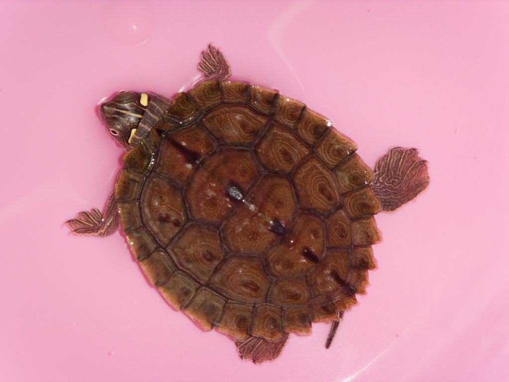  p>密西西比地图龟 graptemys kohnii ,分属于沼泽 a target="_blank"