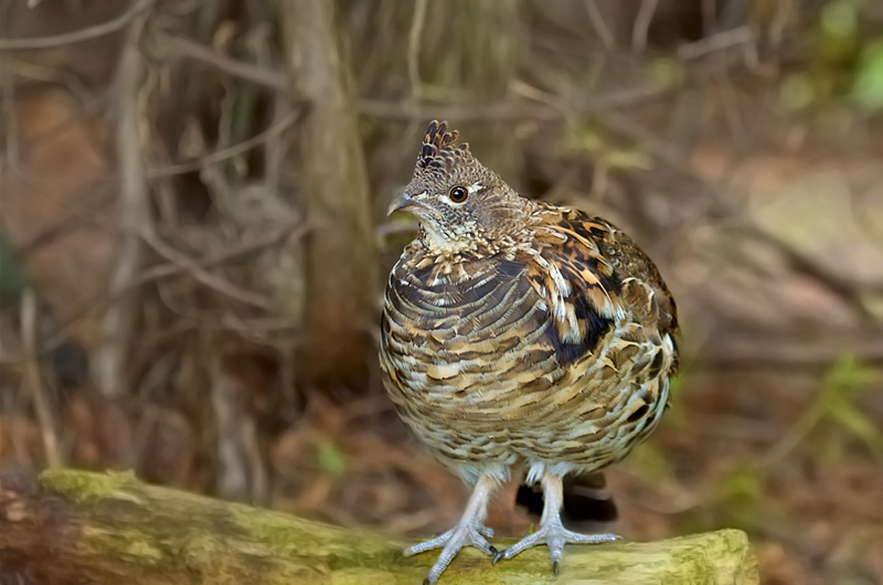  p>披肩榛鸡(学名: i>bonasa umbellus /i>):共有15个 a href="#"