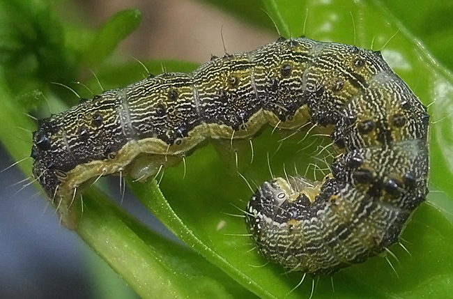  p>棉铃虫, i>helicoverpa armigera  /i>(hübner), a href="#" data