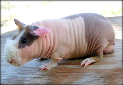 hairless guinea pigs