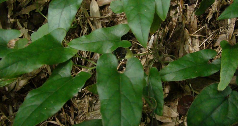 hwang)是马兜铃科 a target="_blank" href="/item/马兜铃属">马兜铃