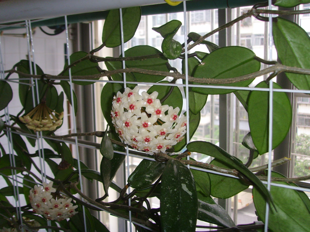  p>薄叶球兰(拉丁学名: i>hoya mengtzeensis /i> tsiang et p. t.