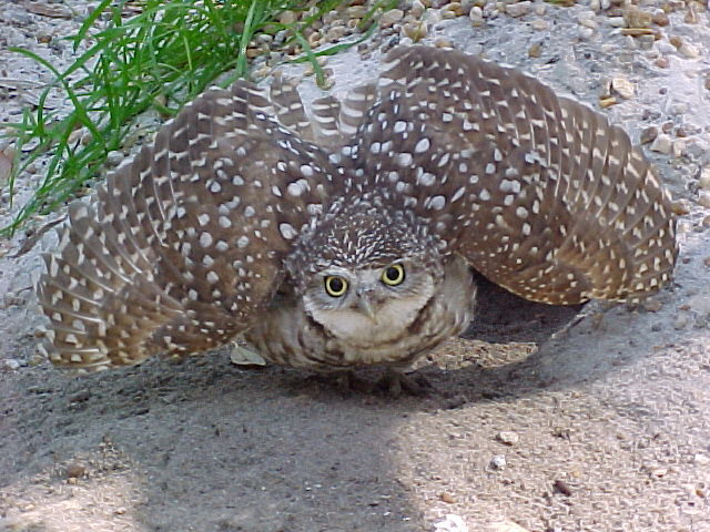 little owl
