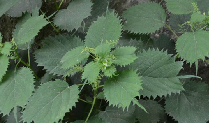  p>艾麻(学名: i>laportea cuspidata  /i>(wedd.