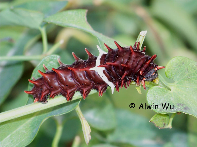  p>红珠凤蝶( i>pachliopta aristolochiae /i>&nbsp;fabricius